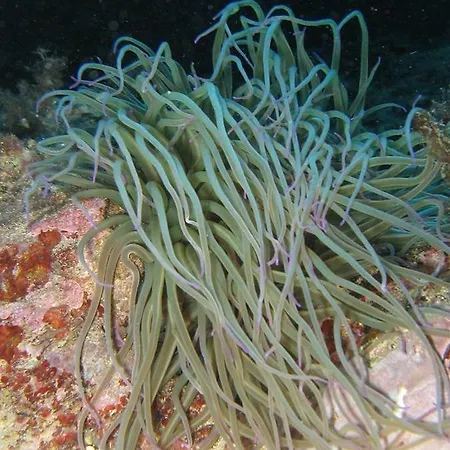 Ξενοδοχείο L'ogliera 3*